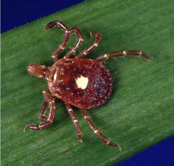 A lone star tick